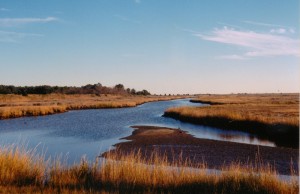 Cedar Island Marsh Sanctuary